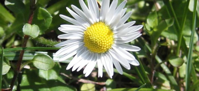 Fiore di Stella (Ph: Cristina Parente)