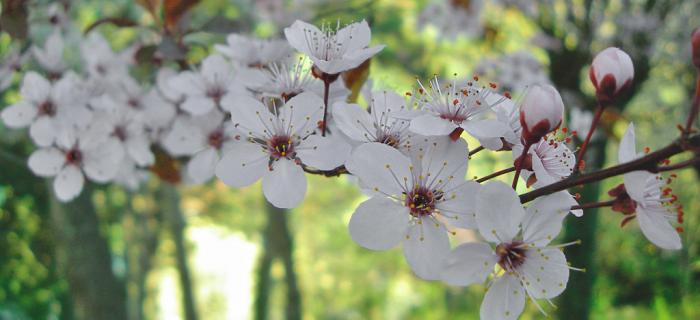 Primavera (Ph: Franco Galatolo)