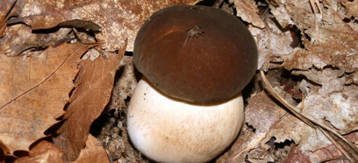 Boletus aereus (Ph: Pietro Baccino)