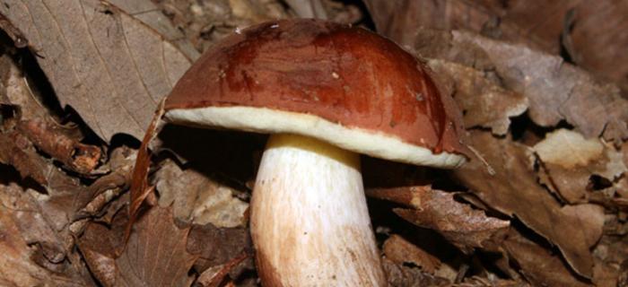 Xerocomus badius (Ph: Pietro Baccino)