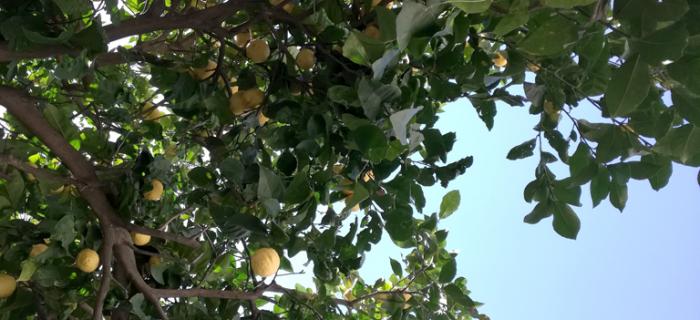 Limone (Ph: Provincia di Savona)