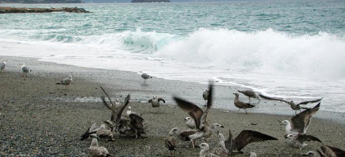 Mare (Ph: Franco Chiara)