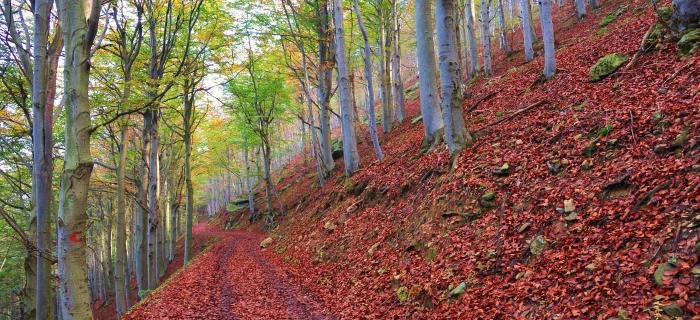 Alberi del Melogno (Ph: Giancarlo Silvestrini)