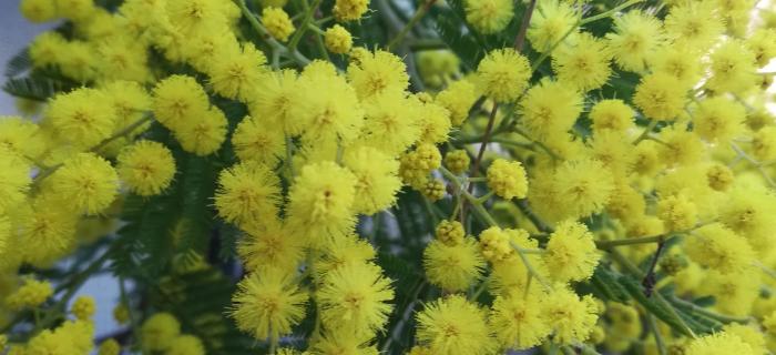 Mimosa (Ph: Provincia di Savona)