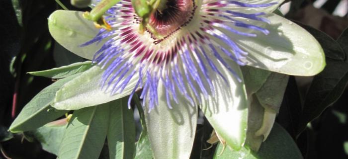 Passiflora (Ph: Mario Marchisio)