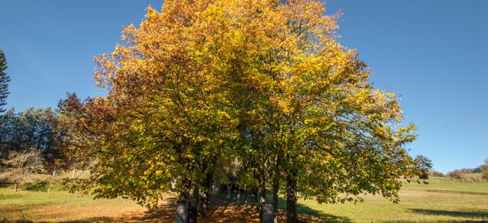 Autunno a Sassello (Ph: Franco Galatolo)