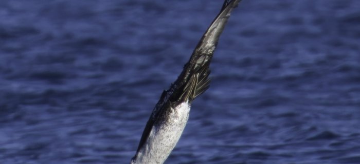 Sula nell'atto di tuffarsi in mare per cacciare i pesci (Ph: Sandro Grimaldi)