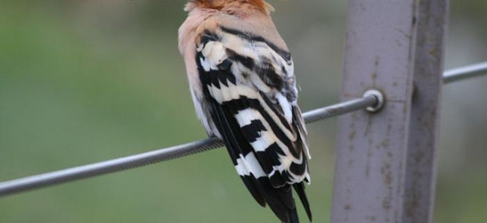 Upupa (Ph: Pietro Baccino)