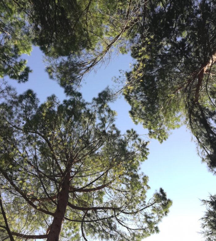 Bosco (ph: Provincia di Savona)