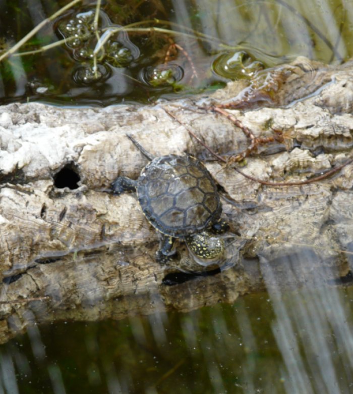 Testuggine palustre (Emys orbicularis ingauna)