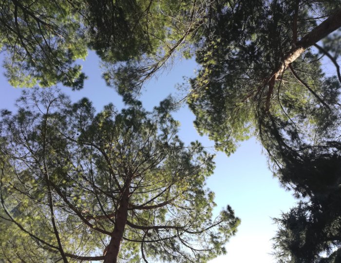 Bosco (ph: Provincia di Savona) Bosco (ph: Provincia di Savona)