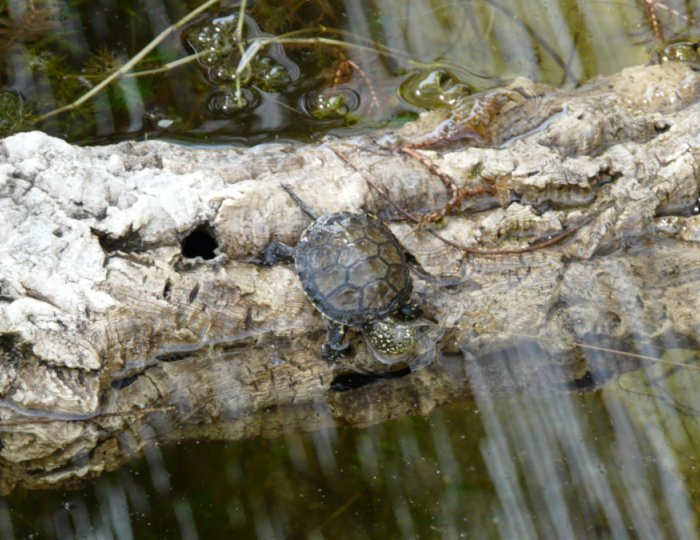 Testuggine palustre (Emys orbicularis ingauna)