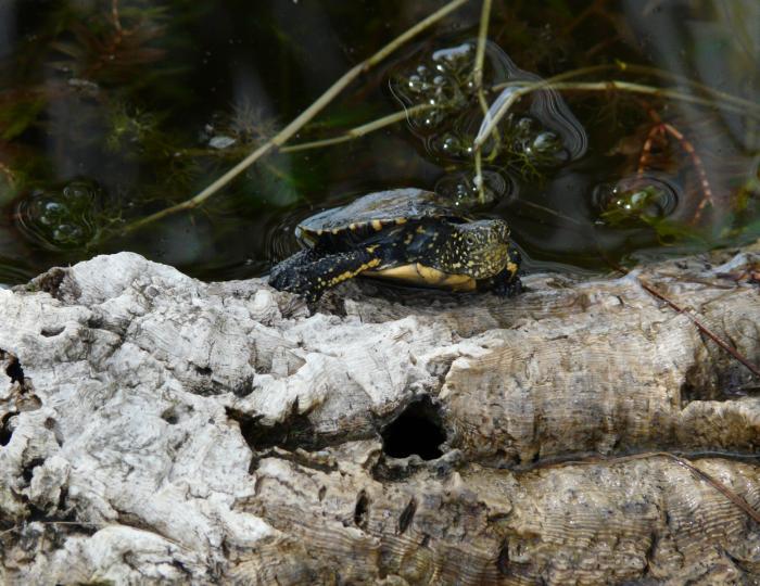 3 giugno 2021 - Rilascio in natura delle tartarughe Emys Orbicularis Ingauna 3 giugno 2021 - Rilascio in natura delle tartarughe Emys Orbicularis Ingauna