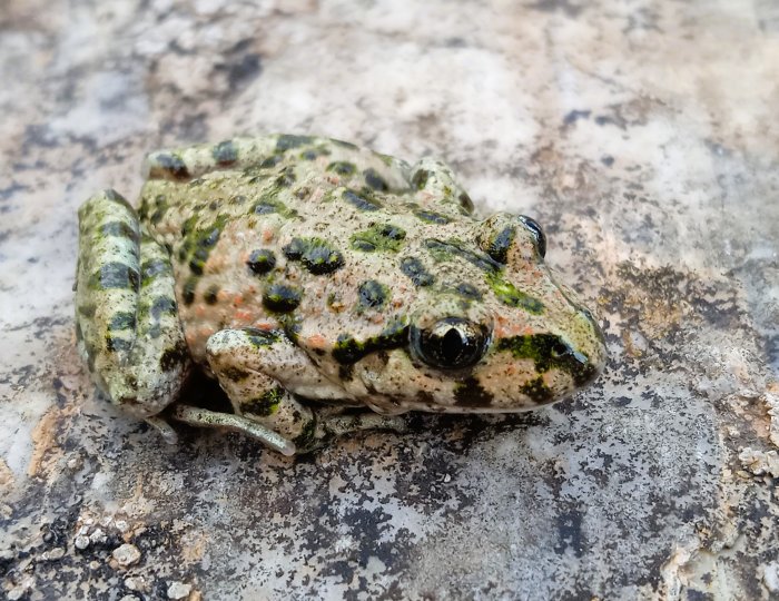 Ph Pelodytes punctatus: Matteo Graglia, Valerio Lo Presti
