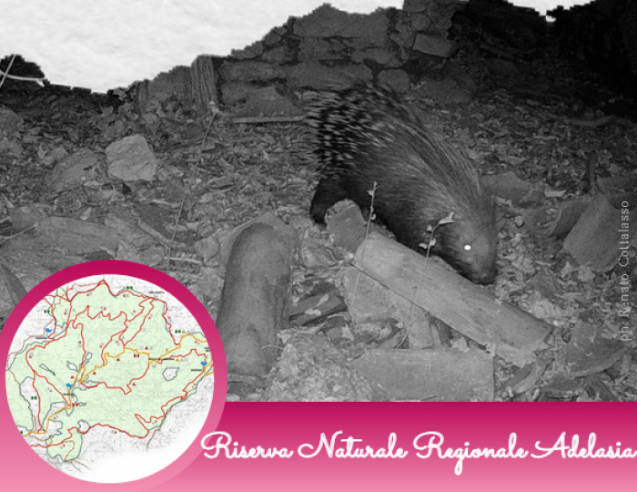 L’istrice, una nuova presenza nella Riserva dell'Adelasia