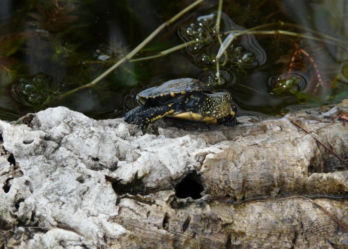 3 giugno 2021 - Rilascio in natura delle tartarughe Emys Orbicularis Ingauna 3 giugno 2021 - Rilascio in natura delle tartarughe Emys Orbicularis Ingauna