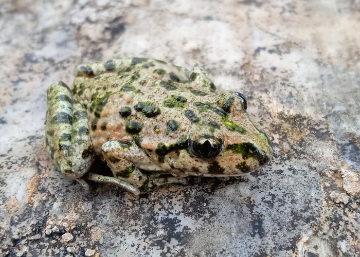 Ph Pelodytes punctatus: Matteo Graglia, Valerio Lo Presti