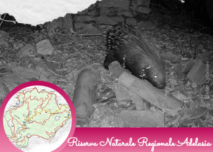 L’istrice, una nuova presenza nella Riserva dell'Adelasia