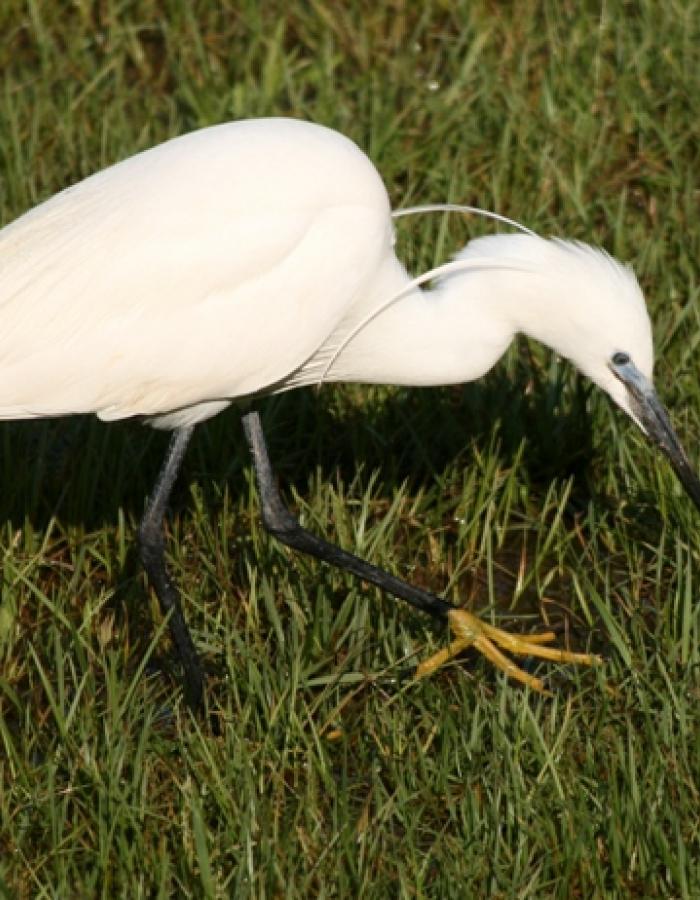 Garzetta (Ph: Pietro Baccino)