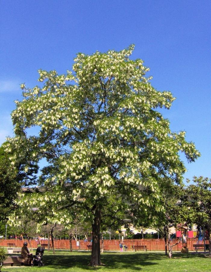 Acacia (Ph: Mario Marchisio)