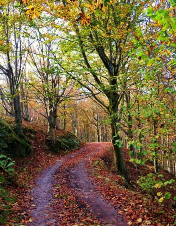 Alberi del Melogno (Ph: Giancarlo Silvestrini)