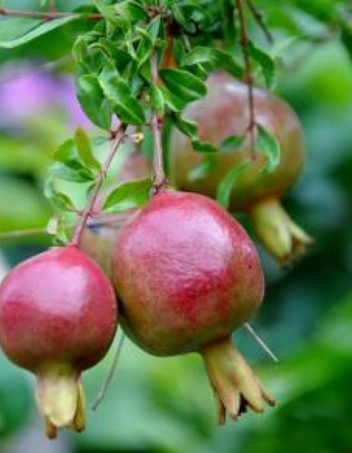 Alberi (Ph: Mariano Picone)