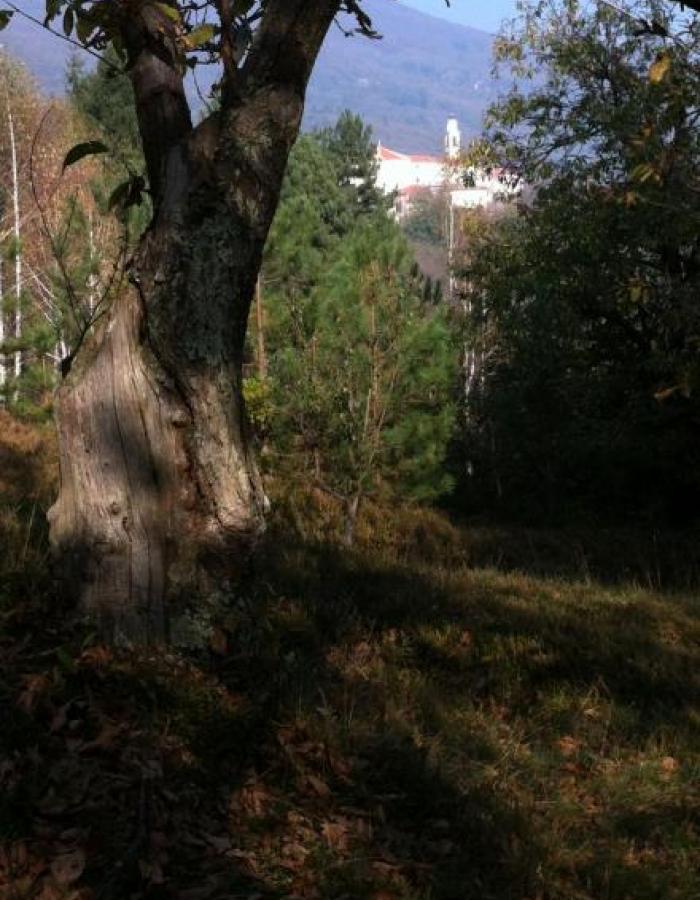 Alberi (Ph: Silvia Barlocco)