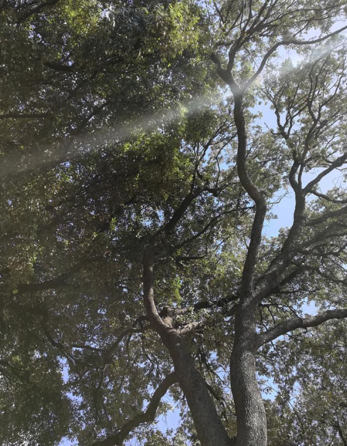 Savona (Ph: Provincia di Savona)