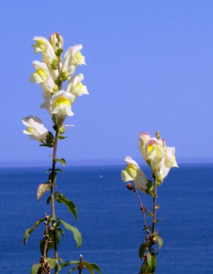 Bocca di leone