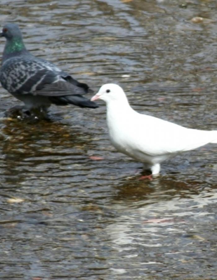 Colombo Albino (Ph: Pietro Baccino)