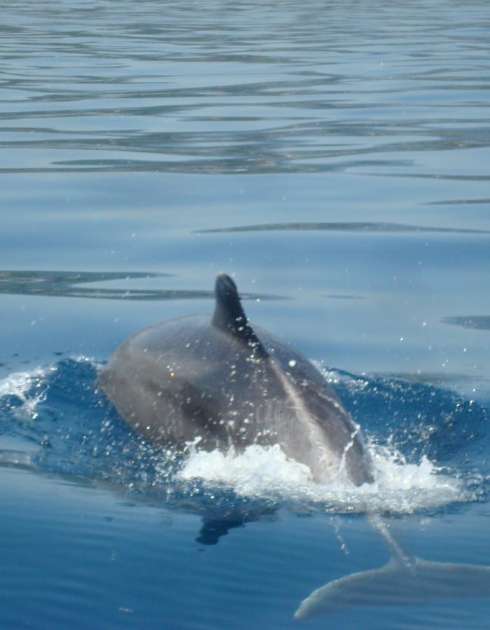 Delfino (Ph: Mariano Bosco)