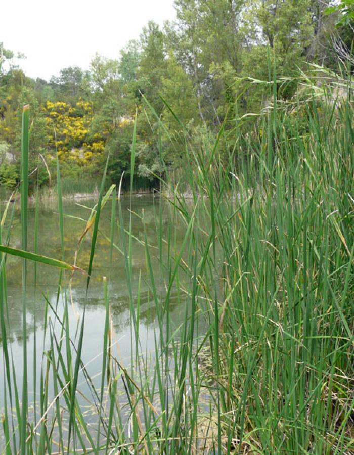 Tartaruga Emys (Ph: Provincia di Savona)