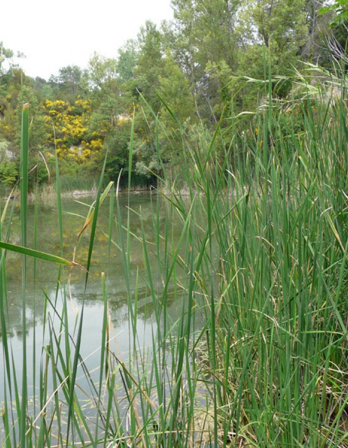 Tartaruga Emys (Ph: Provincia di Savona)