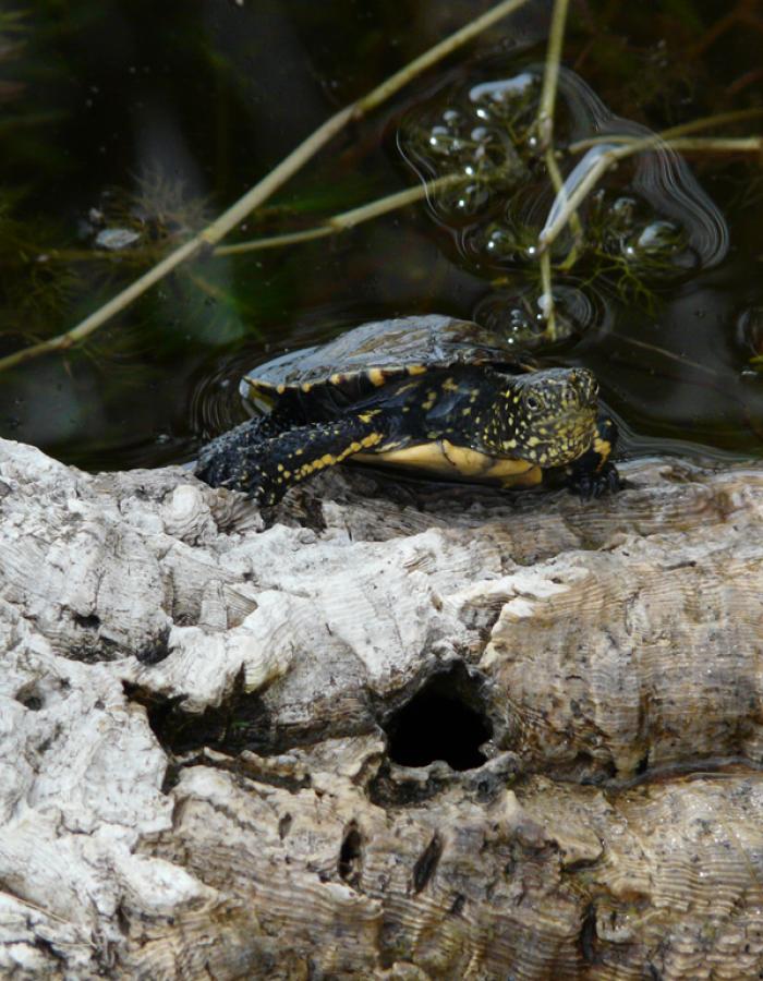 Tartaruga Emys (Ph: Provincia di Savona)