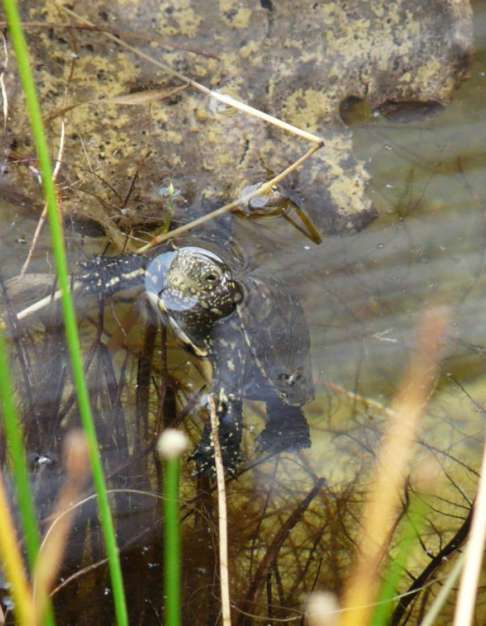 Tartaruga Emys (Ph: Provincia di Savona)