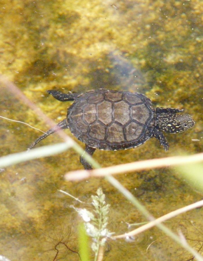 Tartaruga Emys (Ph: Provincia di Savona)