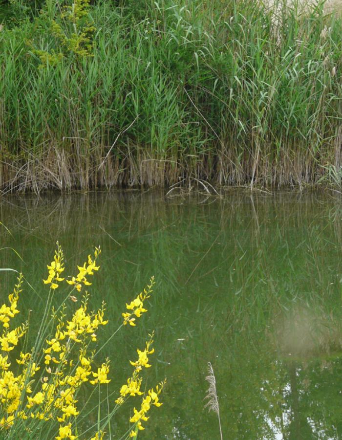 Ambiente della Tartaruga Emys (Ph: Provincia di Savona)