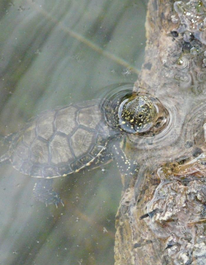 Tartaruga Emys (Ph: Provincia di Savona)