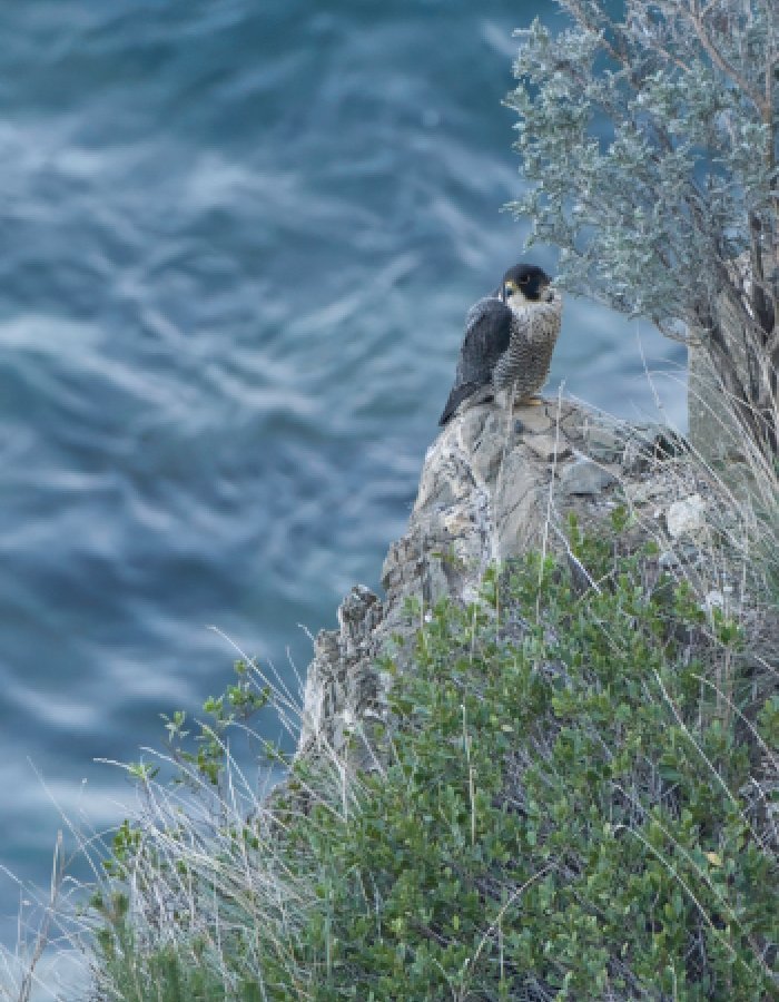 Falco peregrinus su una falesia del Ponente ligure. Foto di Sandro Grimaldi