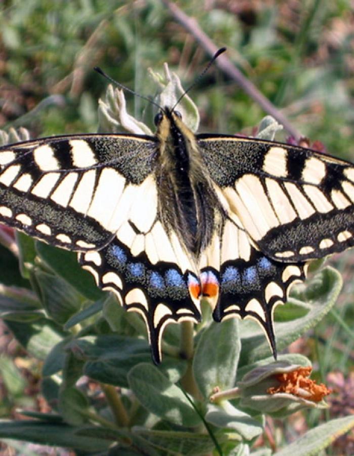 Farfalla (Ph: Renza Delbuono)