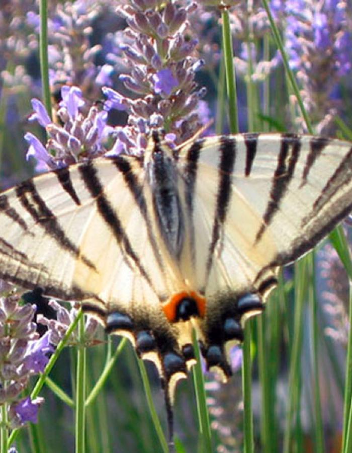 Farfalla (Ph: Renza Delbuono)
