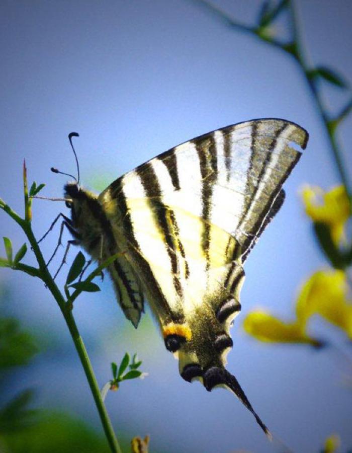 Farfalla (Ph: Vittorio Patrone)