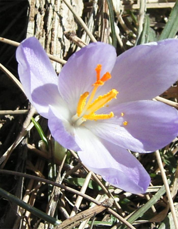 Fiore (Ph: Cristina Parente)