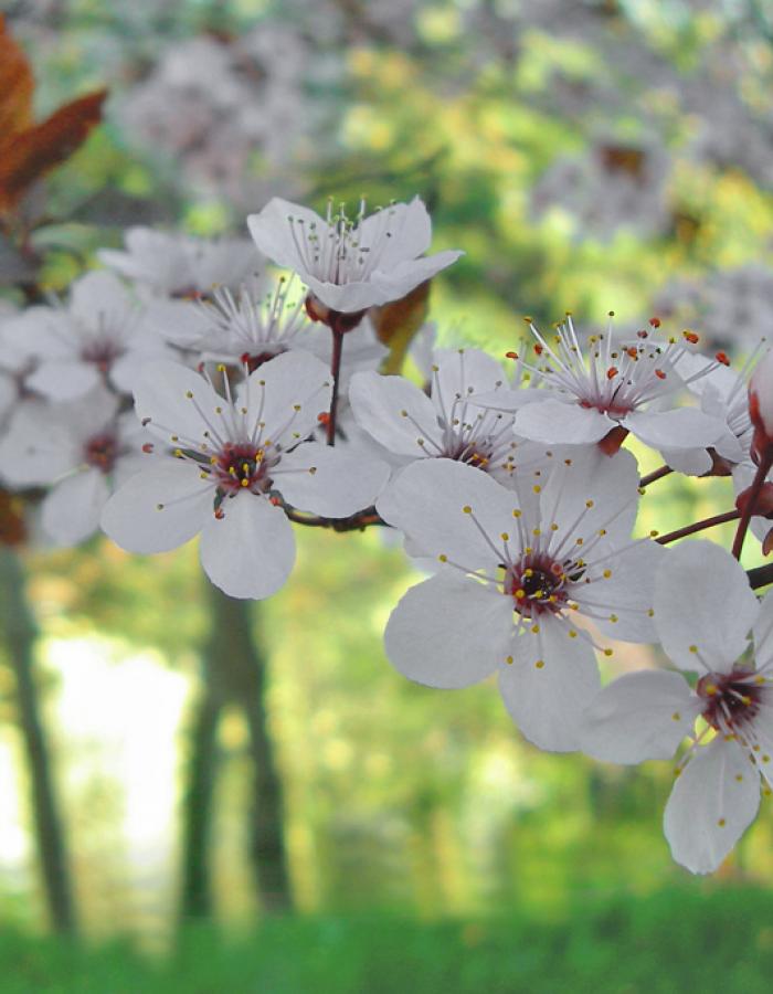 Primavera (Ph: Franco Galatolo)