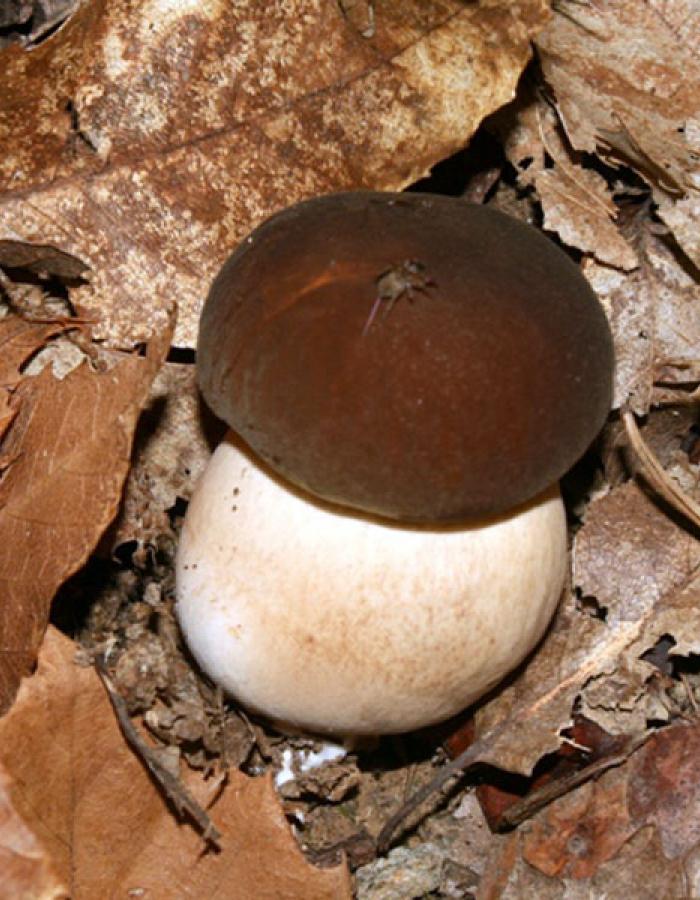 Boletus aereus (Ph: Pietro Baccino)