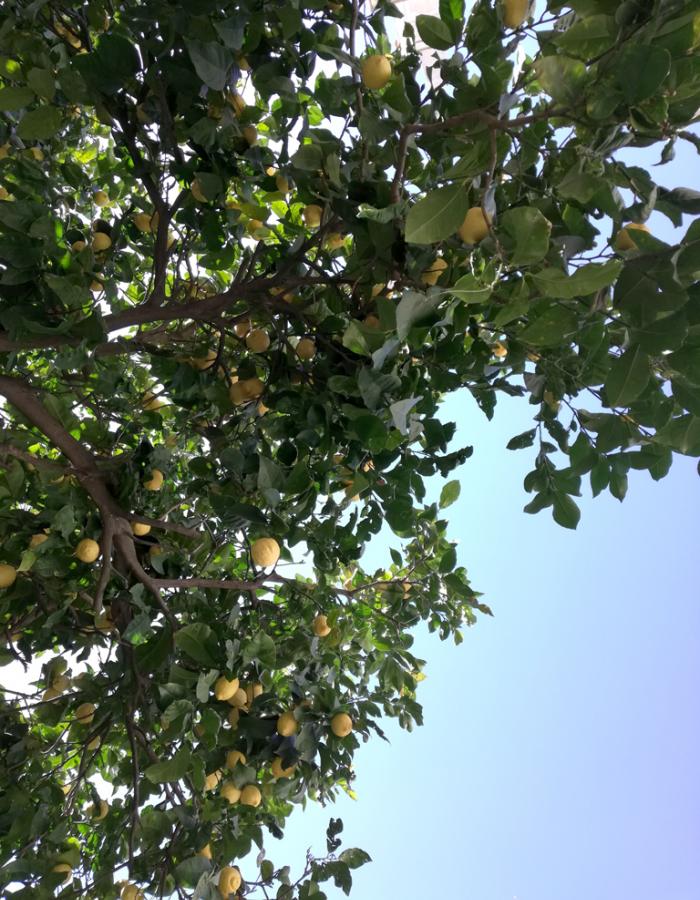 Limone (Ph: Provincia di Savona)
