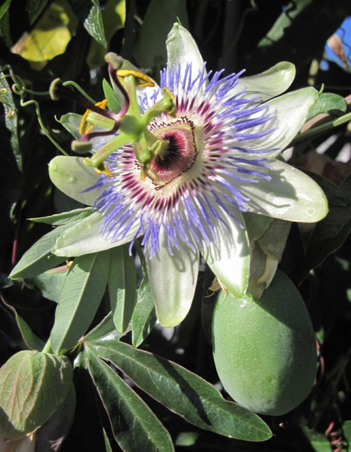 Passiflora (Ph: Mario Marchisio)