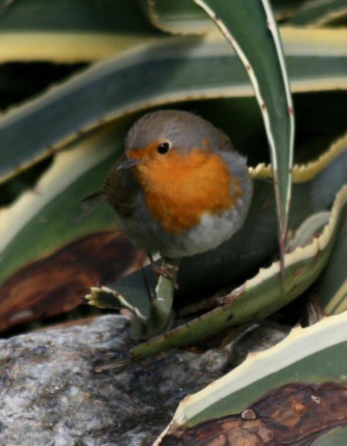 Pettirosso (Ph: Pietro Baccino)