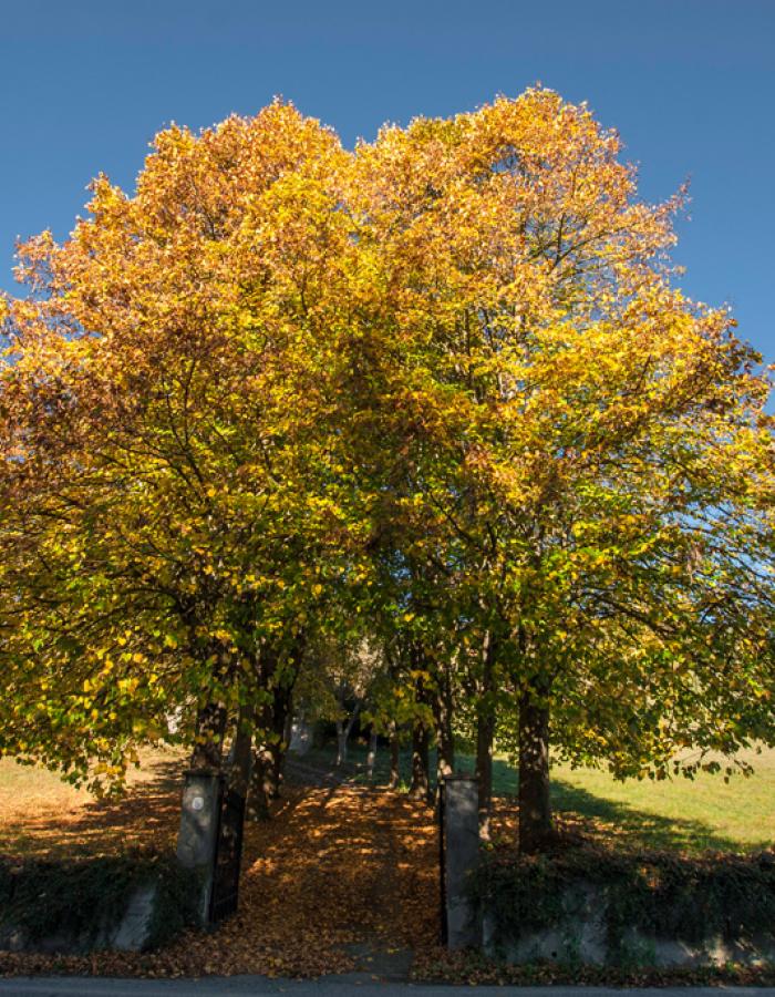 Autunno a Sassello (Ph: Franco Galatolo)