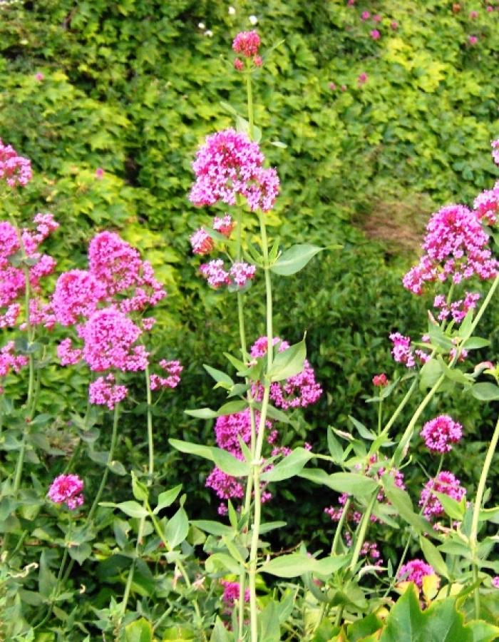 Valeriana (Ph: Mario Marchisio)